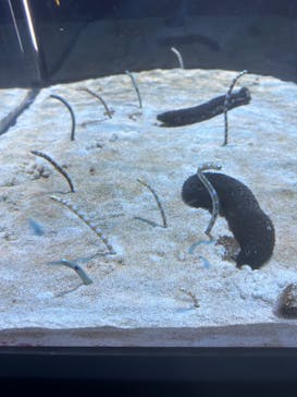 DMMかりゆし水族館に投稿された画像（2024/4/2）