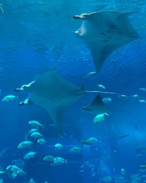 沖縄美ら海水族館に投稿された画像（2024/4/2）