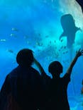 沖縄美ら海水族館に投稿された画像（2024/4/3）