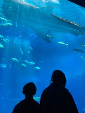 沖縄美ら海水族館に投稿された画像（2024/4/2）
