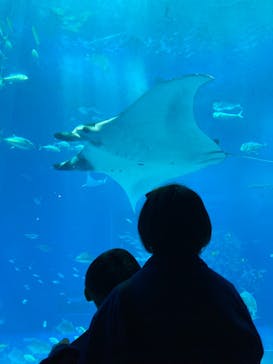 沖縄美ら海水族館に投稿された画像（2024/4/2）