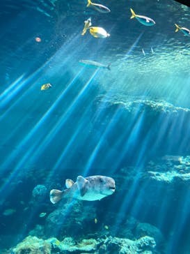 沖縄美ら海水族館に投稿された画像（2024/4/2）