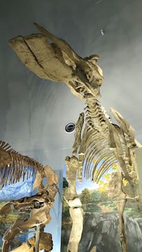 福井県立恐竜博物館に投稿された画像（2024/4/2）