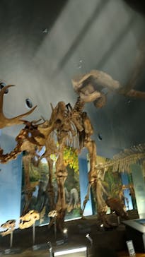 福井県立恐竜博物館に投稿された画像（2024/4/2）