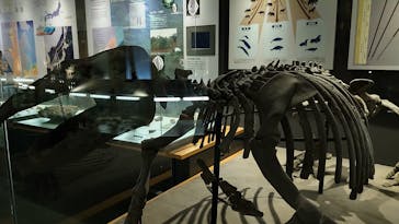 福井県立恐竜博物館に投稿された画像（2024/4/2）