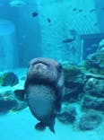 沖縄美ら海水族館に投稿された画像（2024/4/3）