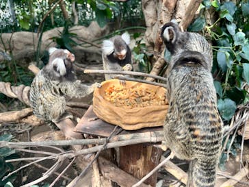 神戸どうぶつ王国に投稿された画像（2024/4/2）