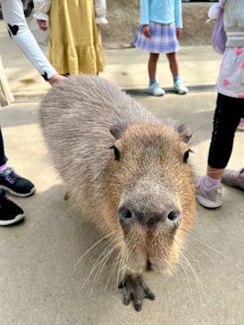 神戸どうぶつ王国に投稿された画像（2024/4/2）