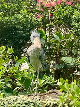 神戸どうぶつ王国に投稿された画像（2024/4/2）