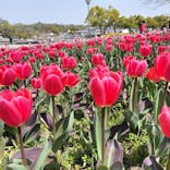 万博記念公園に投稿された画像（2024/4/3）