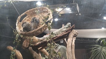 カワスイ 川崎⽔族館に投稿された画像（2024/4/3）