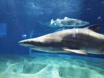 アクアワールド茨城県大洗水族館に投稿された画像（2024/4/3）