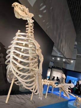特別展「大哺乳類展３－わけてつなげて大行進」に投稿された画像（2024/4/3）