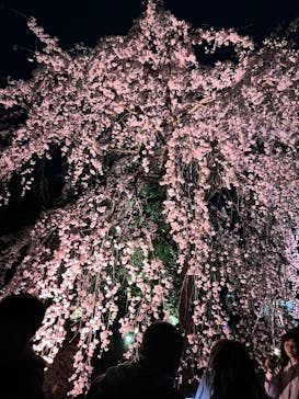 NAKED meets 二条城 2025 観月に投稿された画像（2024/4/3）