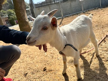 しろとり動物園に投稿された画像（2024/4/3）