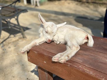 しろとり動物園に投稿された画像（2024/4/3）
