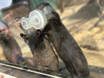 しろとり動物園に投稿された画像（2024/4/3）