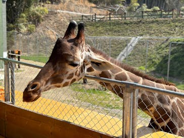 しろとり動物園に投稿された画像（2024/4/3）