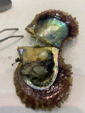 名古屋港水族館に投稿された画像（2024/4/3）