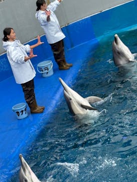 大分マリーンパレス水族館 「うみたまご」に投稿された画像（2024/4/3）