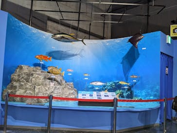 特別展「海　―生命のみなもと―」名古屋市科学館に投稿された画像（2024/4/3）