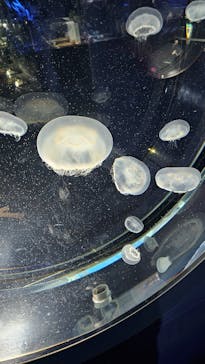 名古屋港水族館に投稿された画像（2024/4/3）