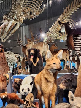 特別展「大哺乳類展３－わけてつなげて大行進」に投稿された画像（2024/4/3）