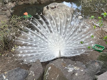 伊豆シャボテン動物公園に投稿された画像（2024/4/3）