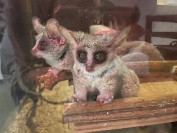 伊豆シャボテン動物公園に投稿された画像（2024/4/3）