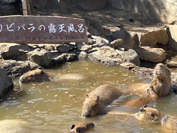 伊豆シャボテン動物公園に投稿された画像（2024/4/3）