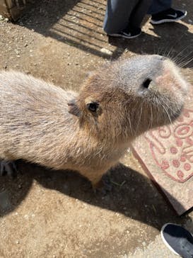 伊豆シャボテン動物公園に投稿された画像（2024/4/3）