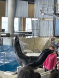 アクアワールド茨城県大洗水族館に投稿された画像（2024/4/3）