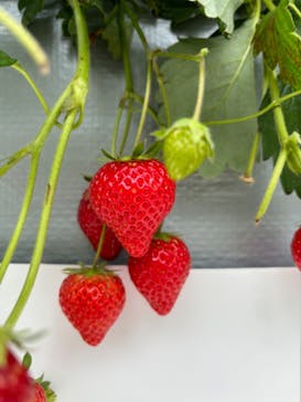 空飛ぶいちご東京に投稿された画像（2024/4/3）