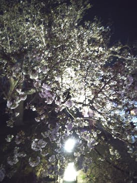NAKED桜まつり 2024 世界遺産・二条城に投稿された画像（2024/4/3）