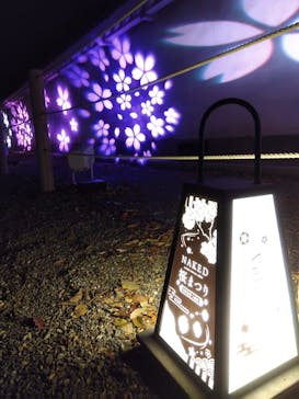 NAKED meets 二条城 2025 観月に投稿された画像（2024/4/3）