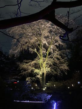 六義園に投稿された画像（2024/4/3）