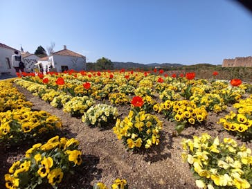 志摩スペイン村パルケエスパーニャに投稿された画像（2024/4/3）