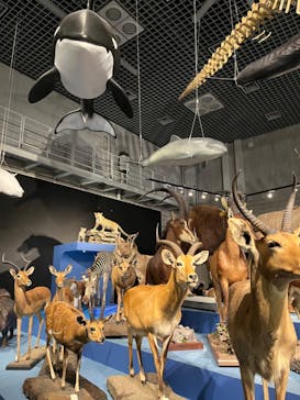 特別展「大哺乳類展３－わけてつなげて大行進」に投稿された画像（2024/4/3）