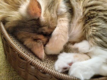 猫カフェモカ　池袋東口店に投稿された画像（2024/4/3）