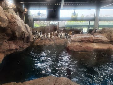 NAKED×京都水族館に投稿された画像（2024/4/3）