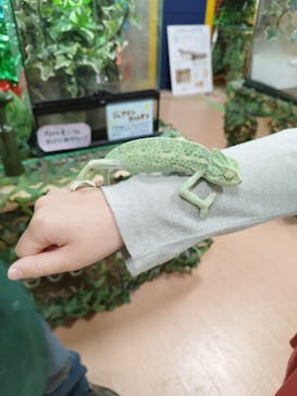 いきもの探検隊上尾に投稿された画像（2024/4/3）