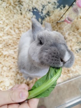 いきもの探検隊上尾に投稿された画像（2024/4/3）