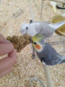 いきもの探検隊上尾に投稿された画像（2024/4/3）