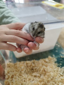 いきもの探検隊上尾に投稿された画像（2024/4/3）