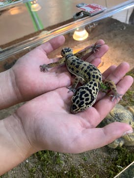 いきもの探検隊上尾に投稿された画像（2024/4/3）