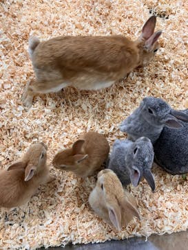 いきもの探検隊上尾に投稿された画像（2024/4/3）