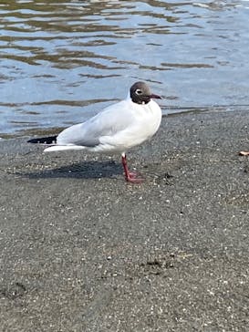 しながわ水族館に投稿された画像（2024/4/3）