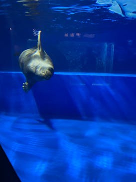 サンシャイン水族館に投稿された画像（2024/4/4）