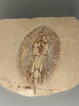 福井県立恐竜博物館に投稿された画像（2024/4/4）