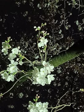 万博記念公園に投稿された画像（2024/4/4）